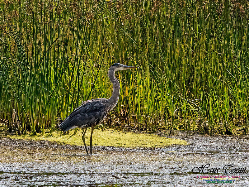 Great Blue Heron 101