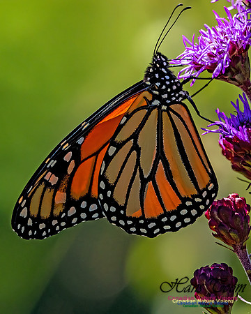 Monarch Butterfly 100
