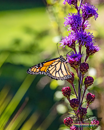 Monarch Butterfly 101