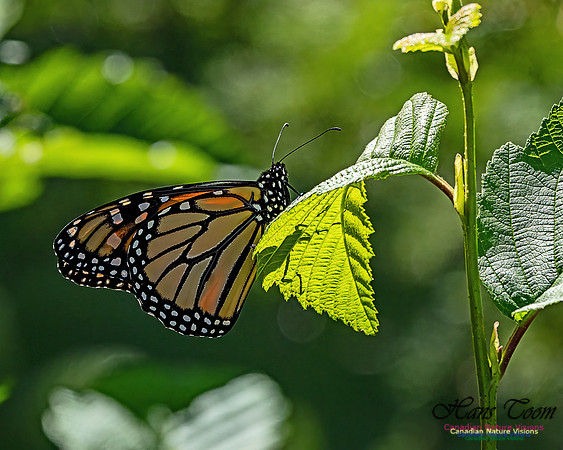 Monarch Butterfly 102