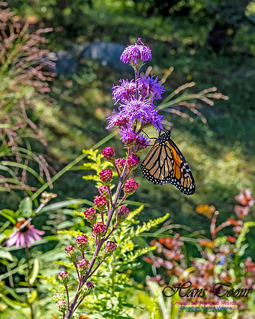 Monarch Butterfly 103
