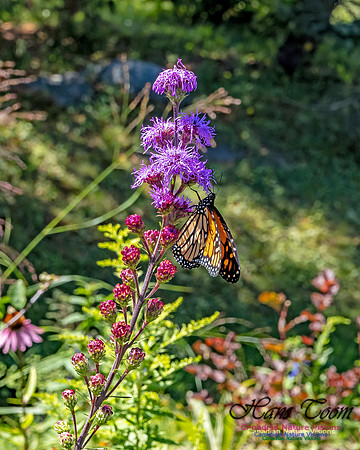 Monarch Butterfly 104