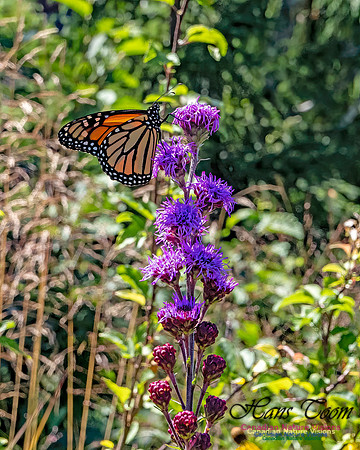 Monarch Butterfly 105