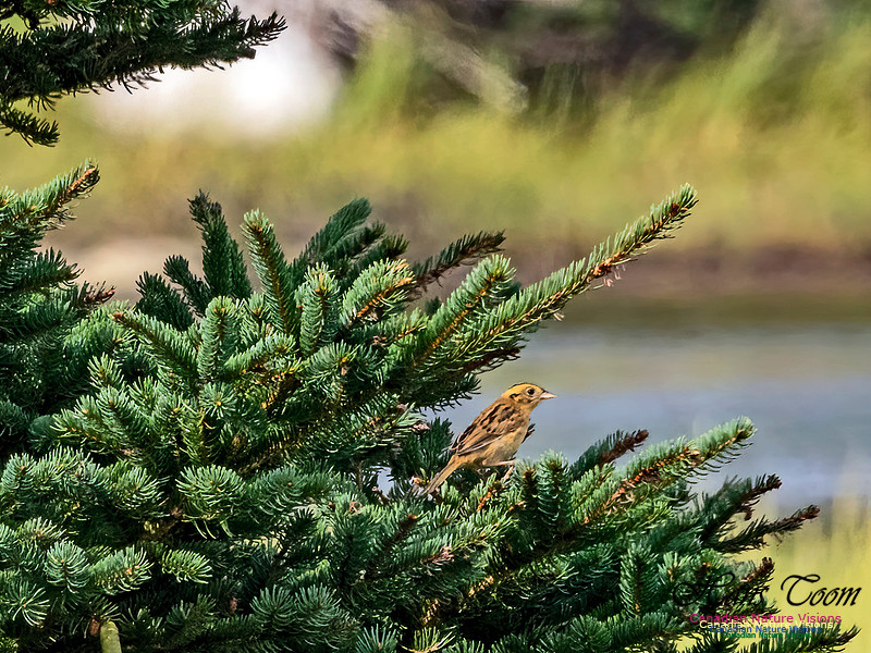 Nelson's Sparrow 100