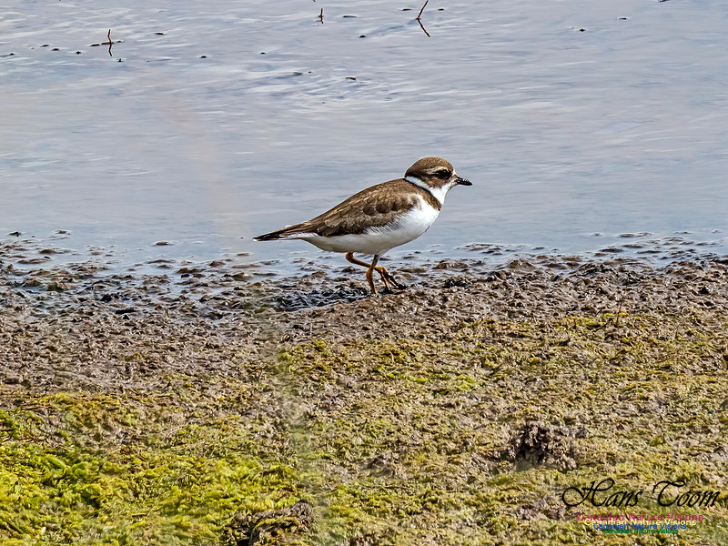 Semipalmated Plover 101 copy