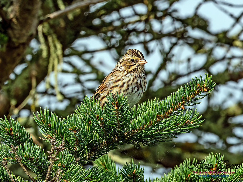 Savannah Sparrow 101