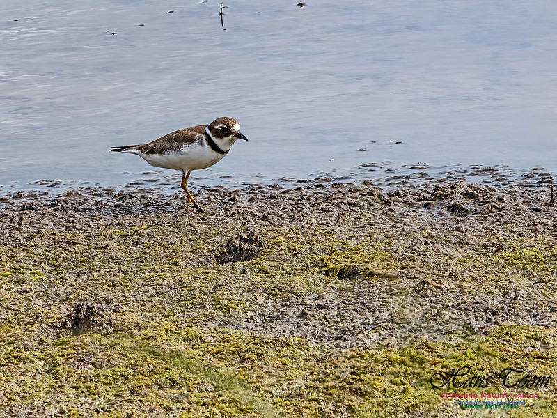 Semipalmated Plover 100 copy