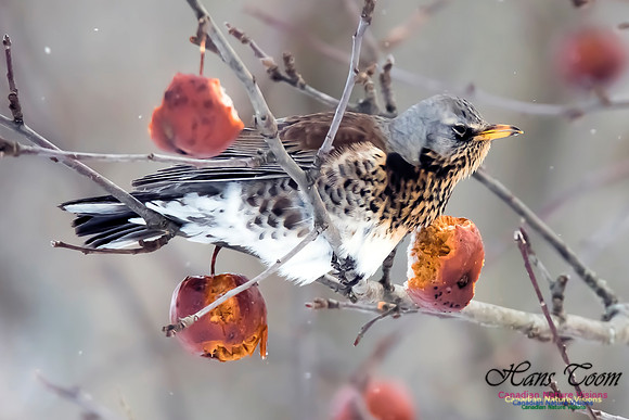 Fieldfare