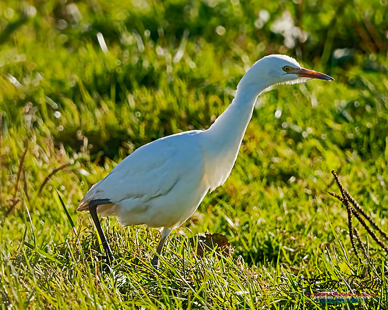 Cattle Egret 102