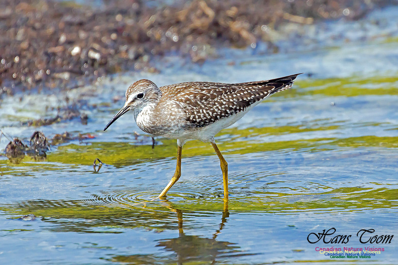 Solitary Sandpiper 9