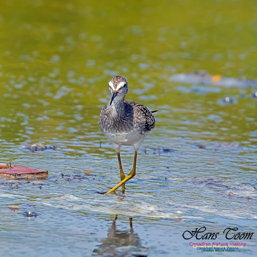 Solitary Sandpiper 10