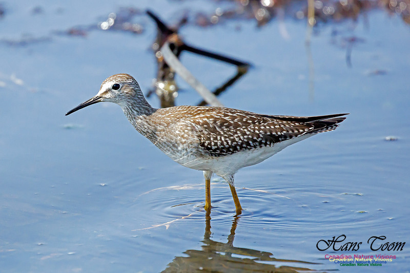 Solitary Sandpiper 1