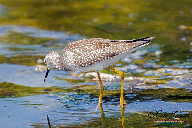Solitary Sandpiper 2