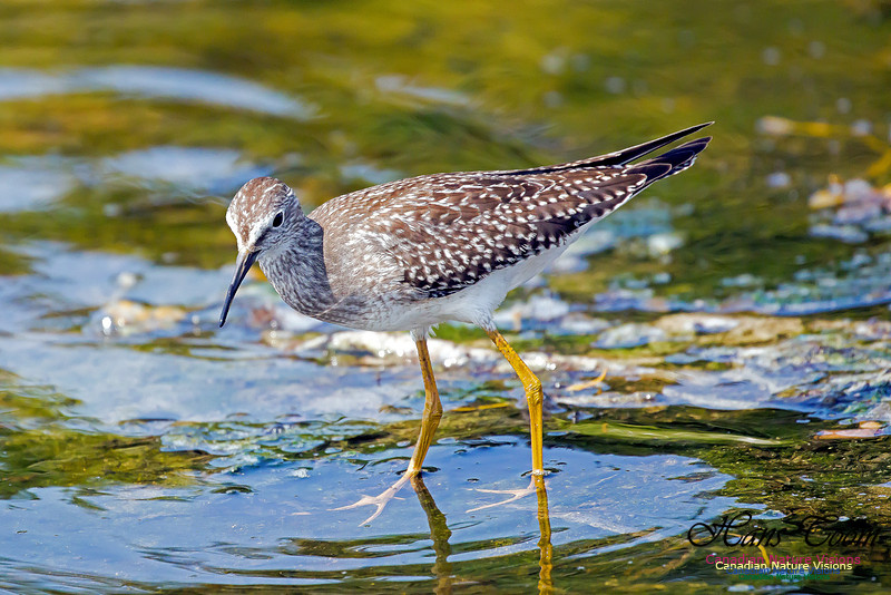 Solitary Sandpiper 3