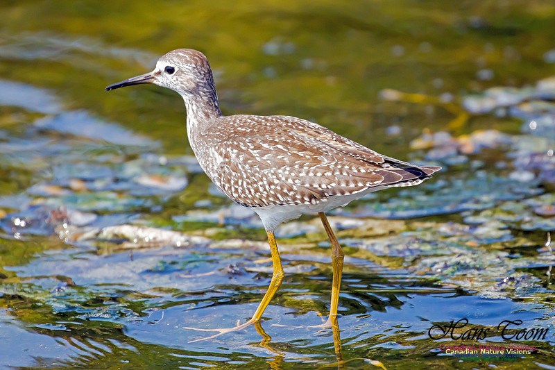 Solitary Sandpiper 4