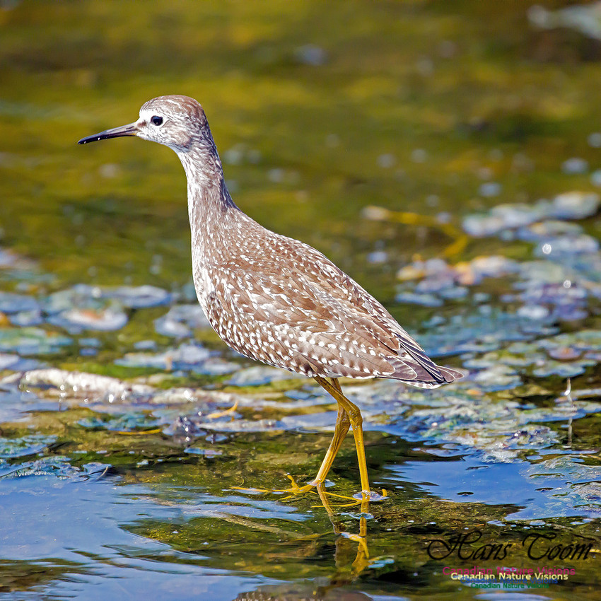 Solitary Sandpiper 5