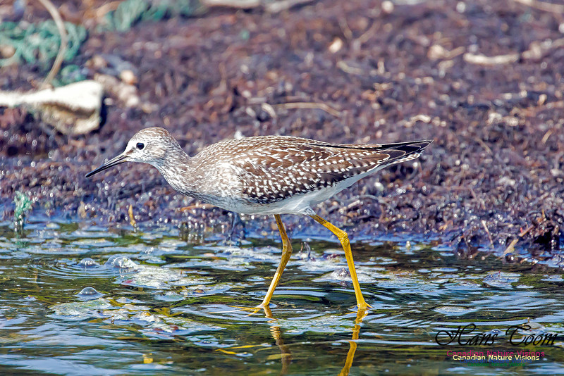 Solitary Sandpiper 6