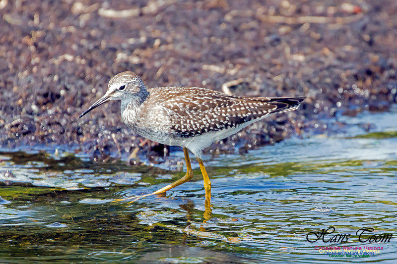 Solitary Sandpiper 7