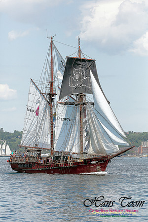 Atlya 8