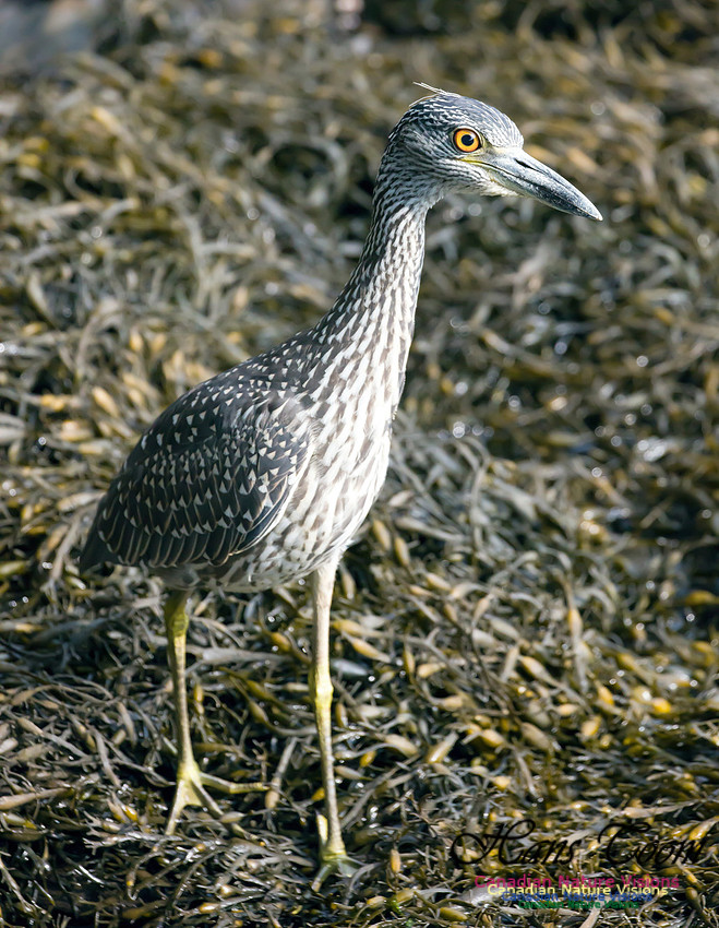 Yellow-crowned Night Heron 7