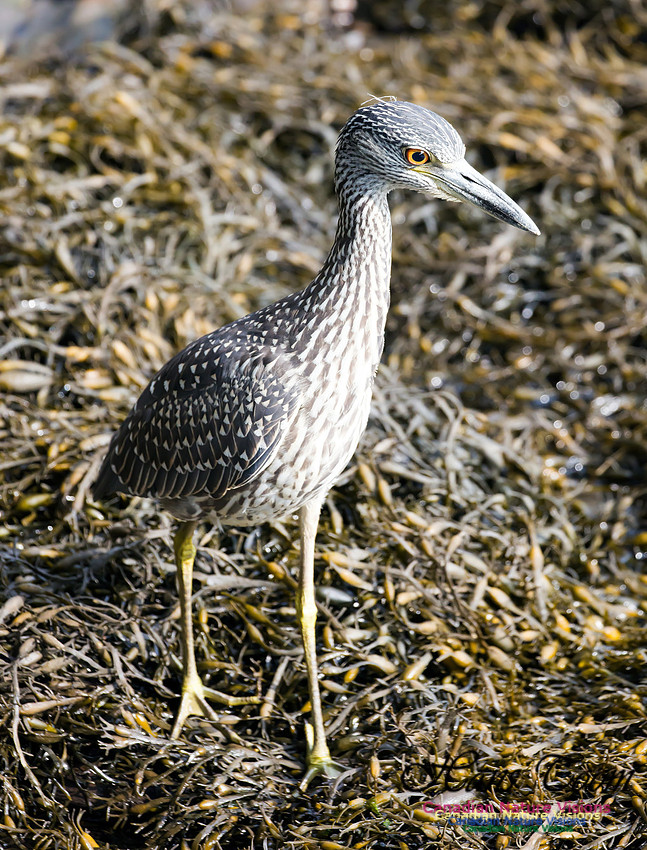 Yellow-crowned Night Heron 8