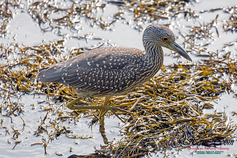 Yellow-crowned Night Heron 11