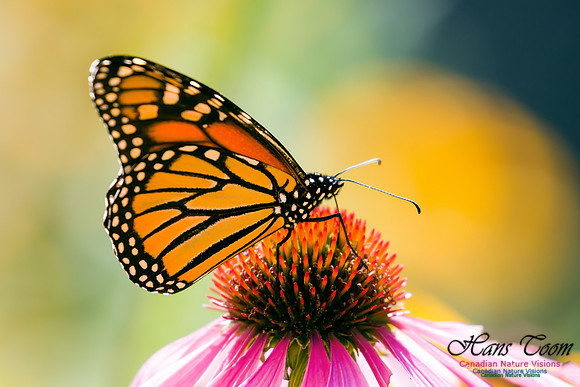 Monarch Butterfly 1