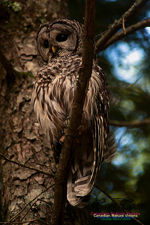 Barred Owl