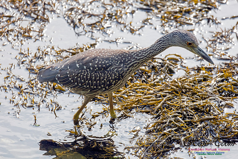 Yellow-crowned Night Heron 13