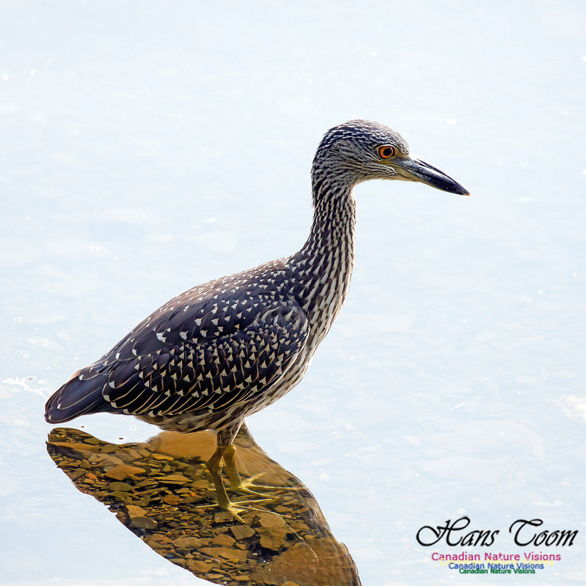 Yellow-crowned Night Heron 17