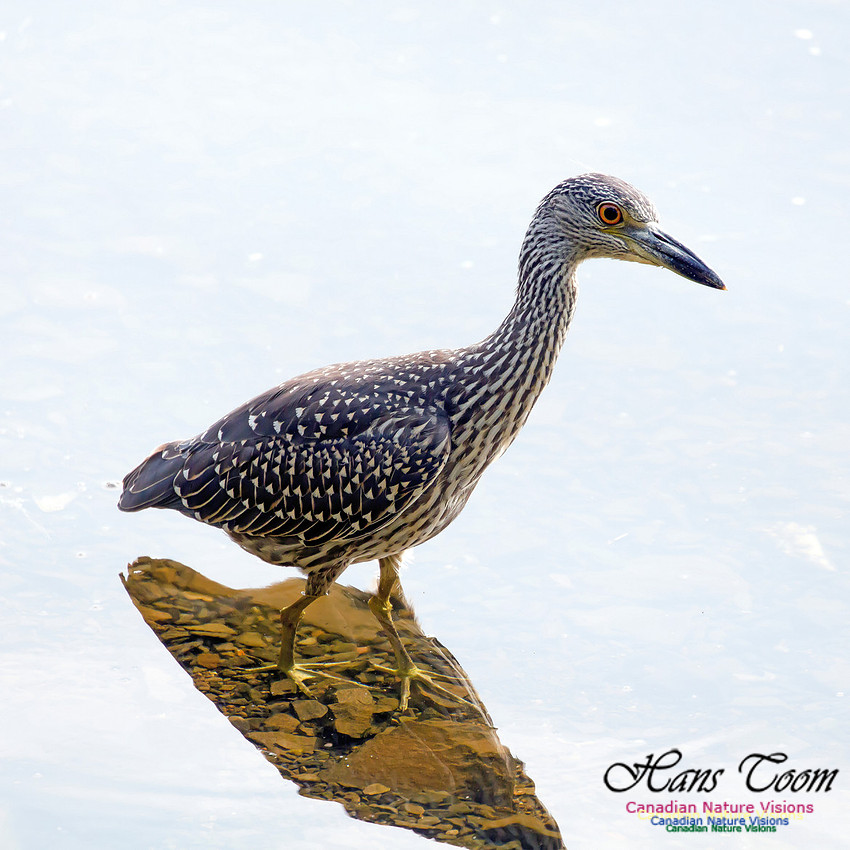 Yellow-crowned Night Heron 18