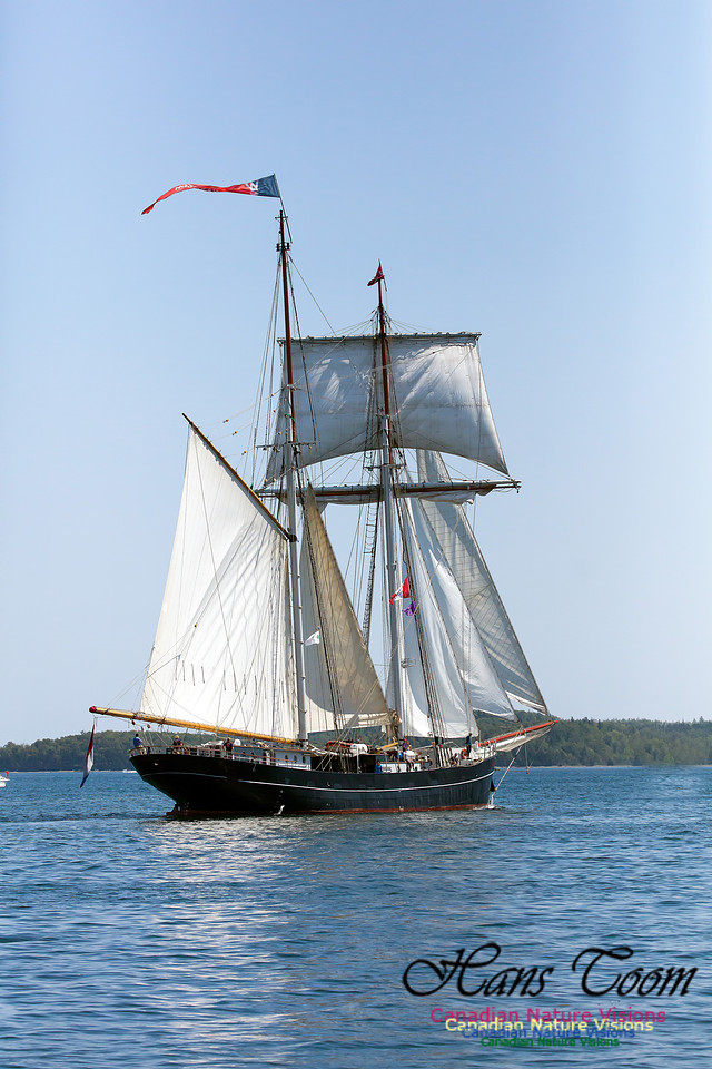 Wylde Swan 5