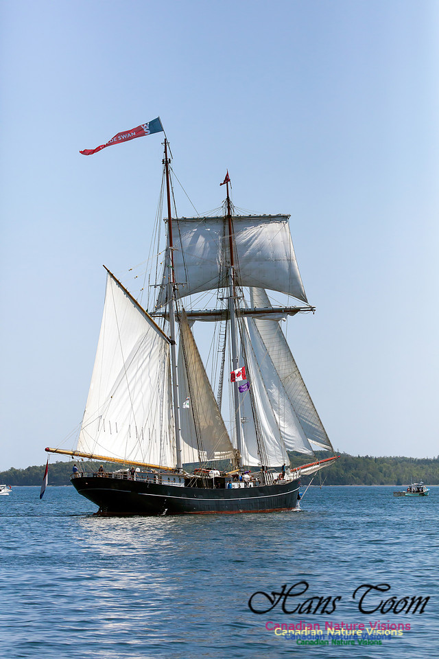 Wylde Swan 7