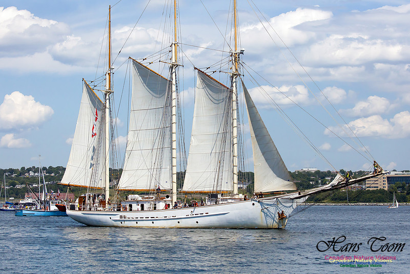 Blue Clipper 13