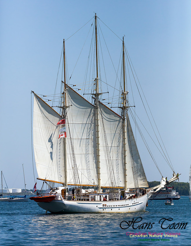 Blue Clipper 15