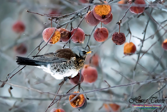 Fieldfare