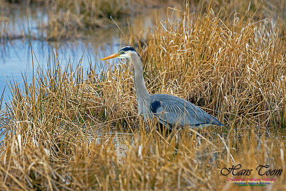 Great Blue Heron 5