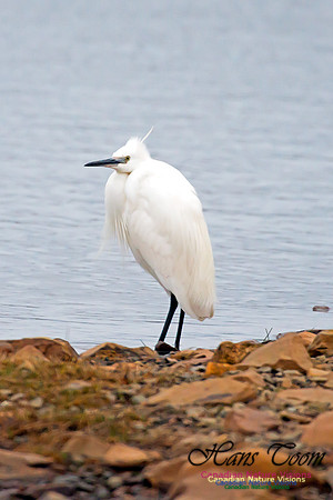 Little Egret