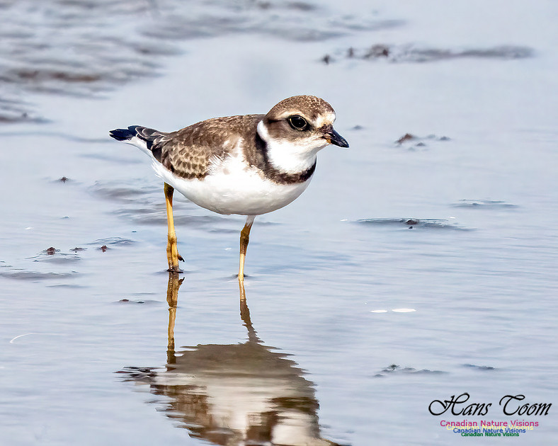 Semipalmated Plover 354
