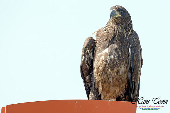 Bald Eagle 2