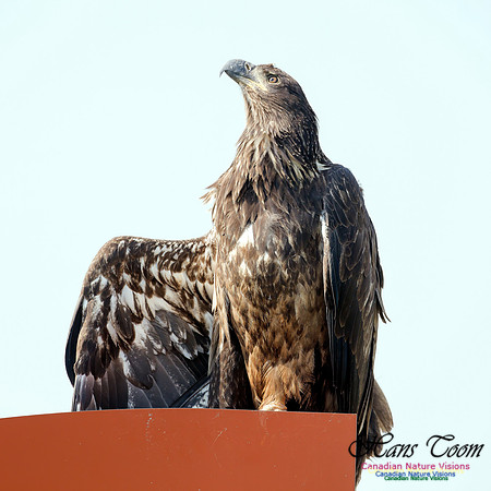 Bald Eagle 3
