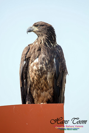 Bald Eagle 1