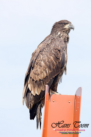 Bald Eagle 4