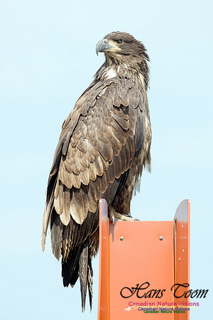 Bald Eagle 6
