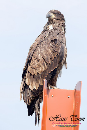Bald Eagle 5