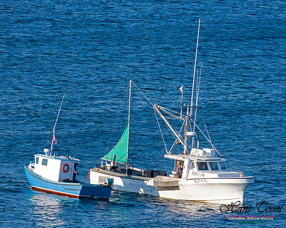 Longliners Chebucto Head 1