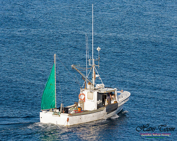 Longliners Chebucto Head 2