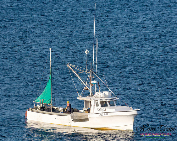 Longliners Chebucto Head 3