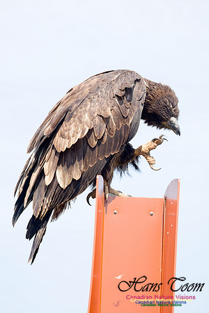 Bald Eagle 1