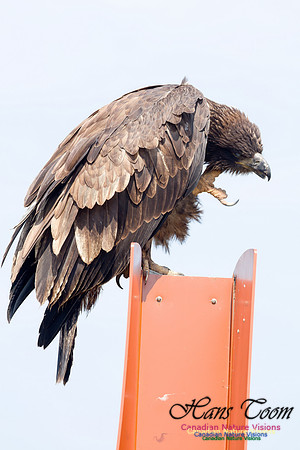 Bald Eagle 2